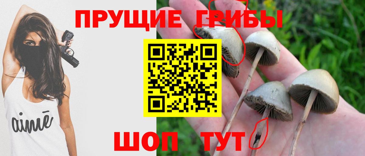 купить наркотик  Вход с VPN  Белореченск  Псилоцибиновые грибы Cubensis  Псилоцибиновые грибы GOLDEN TEACHER 